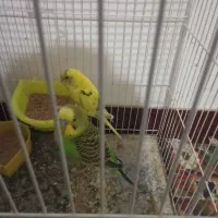 یک جفت مرغ عشق|پرنده|شیروان (خراسان), |دیوار