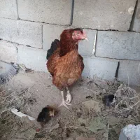 مرغ با دو تا جوجه