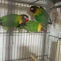 کوتوله|پرنده|قم, باجک یک|دیوار