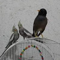 یک جفت عروس هلندی سینامون دستی و سخنگو|پرنده|اصفهان, کساره|دیوار