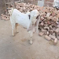 نر بز پاکستانی