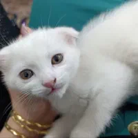 واگذاری گربه اسکاتیش فولد