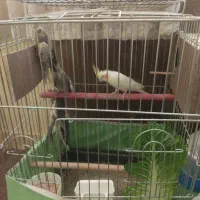 عروس هلندی نر و ماده با ۳ جوجه ۳ ماهه دونه خور|پرنده|تهران, قصر فیروزه ۲|دیوار