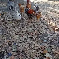 فروش جوجه گلپایگان ۶ماهه|حیوانات مزرعه|گرمی, |دیوار