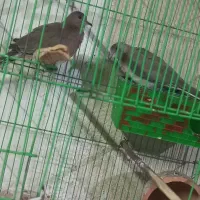 کبوتر خانگی|پرنده|زهک, |دیوار