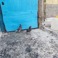 کبوتر|پرنده|برازجان, |دیوار