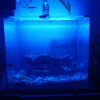 مهتابی اکواریوم رنگ ابی