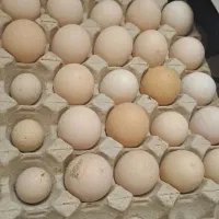 تخم نطفه دار برهما لایت