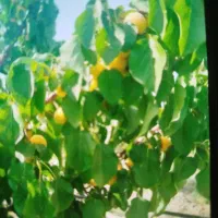 باغچه-اقساطی-بهمن-آباد