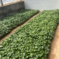 نشا توتفرنگی مونتری