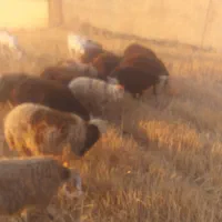 چهارتا بره درجه یک
