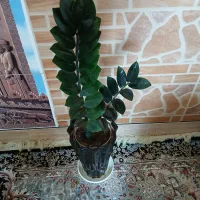 گل طبیعی لوکس با گلدان زیبا ۱۹۷ هزار