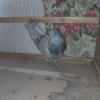 کبوتر اصفهانی|پرنده|اصفهان, حصه شمالی|دیوار