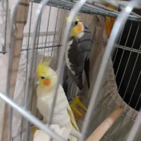 عروس هلندی جفت