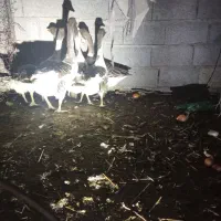 غاز طبیعی....