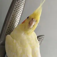 عروس هلندی ماده و مرغ عشق ماده