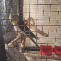 عروس هلندی نر...ماده