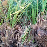 پاجوش(کوگ)درخت مضافتی وهلیله