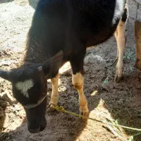 دوعدد گوساله نر