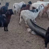 بز جوان ارزان و بره نر هترو