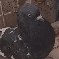 کبوتر کاشونی و کله ای هندی ابادانی|پرنده|شاهین‌شهر, خبرنگار|دیوار