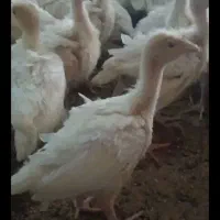 جوجه بوقلمون یک ماهه بیوتی ۶ سنگین وزن