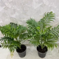 نخل شامادورا