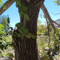 برش درخت|خدمات باغبانی و درختکاری|ایلام, |دیوار