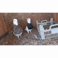 فروش جفت طوقی|پرنده|لامرد, |دیوار