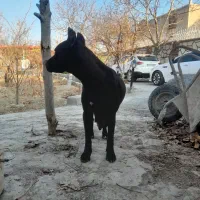 کنکورسو ماده فروشی|سگ|همدان, |دیوار