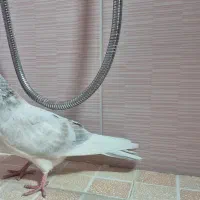 کبوتر شازده هما|پرنده|اصفهان, کلمان|دیوار