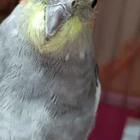 عروس هلندی نر