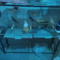 فروش عروس هلندی