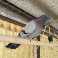 کفتر