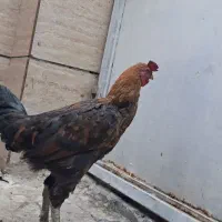 خروس لاری دورگ|حیوانات مزرعه|تهران, شهرک شریفی|دیوار