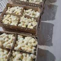 جوجه و تخم نطفه دار راس گوشتی