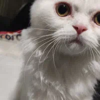 گربه نر پرشین هفت ماهه