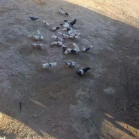 کبوتر|پرنده|چگنی, |دیوار