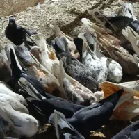 70تا کفتر پرشی همه واکسن خورده جون