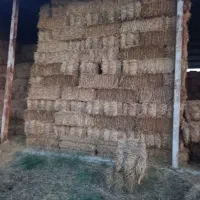 کاه گندم زیر سایه بانی