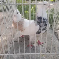 کبوتر طوق و دم سفید