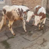 ،گاو گوساله سمنتال شرابی ۲ریس، نر