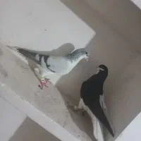 چپ سیاه و بدرنگ کبوتر