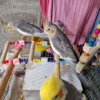 عروس هلندی سخنگو