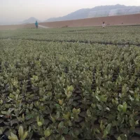 نهال پسته طبیعی