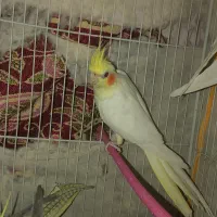 عروس هلندی ،مرغ عشق|پرنده|بجنورد, |دیوار