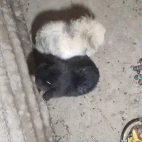 خرگوش لوپ|موش و خرگوش|سورک, |دیوار