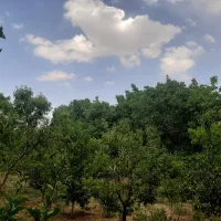 زمین آبسرد با برگه سبز و سند قطعی 500 متر