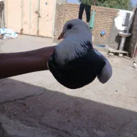 کبوتر|پرنده|دهلران, |دیوار