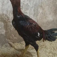 لاری|حیوانات مزرعه|کرفتو, |دیوار